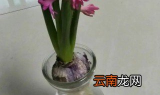 风信子枯萎了要剪掉么 风信子枯萎保存方法
