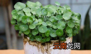 金钱草的水培养殖方法注意事项