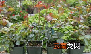 盆栽月季秋季放阳台可以吗 月季能放阳台吗