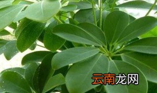 老庄鸭掌木养殖方法和注意事项