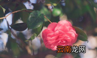 如何养好秋季花卉 秋季花的养殖方法和注意事项