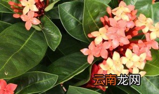龙船花冬天养殖方法和注意事项