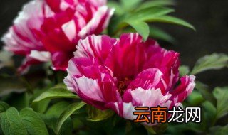 养牡丹花要注意哪些事项 牡丹花养殖及应该注意什么