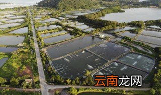 吴十三的养殖方法和注意事项