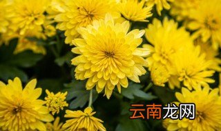 菊花养殖方法和注意事项盆栽 菊花养殖注意哪些