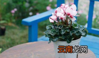 水命人适合养什么花 水命的人家里养花好不好