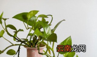 小叶绿萝的养殖方法和注意事项