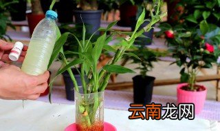 花如何泡根 泡根的养殖方法和注意事项