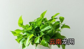 大盆绿萝的养殖方法和注意事项