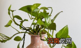 绿萝的养殖方法和注意事项养殖日记 养殖绿萝的注意事项