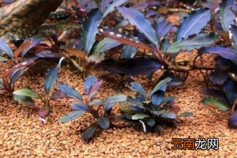 辣椒榕怎么养