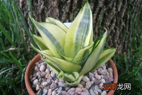 虎尾兰的养殖方法和注意事项