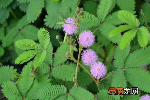 含羞草怎么养