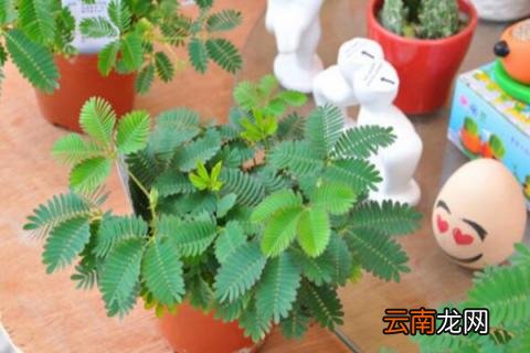含羞草怎么养