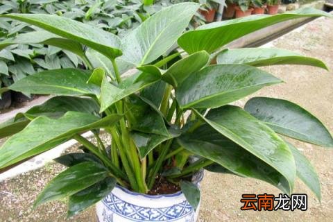 金钻的养殖方法