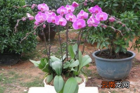 蝴蝶兰抽花箭如何管理