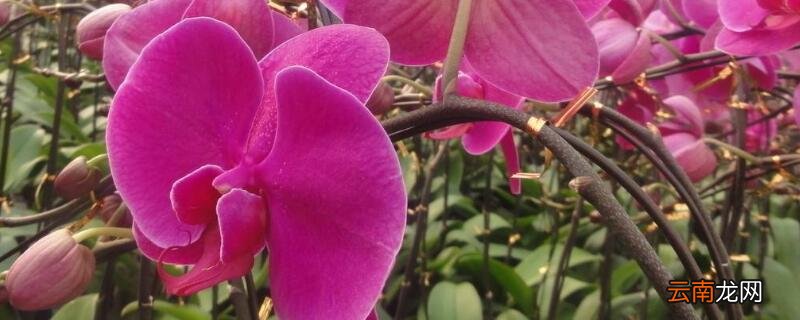 蝴蝶兰抽花箭如何管理