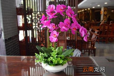 蝴蝶兰抽花箭如何管理