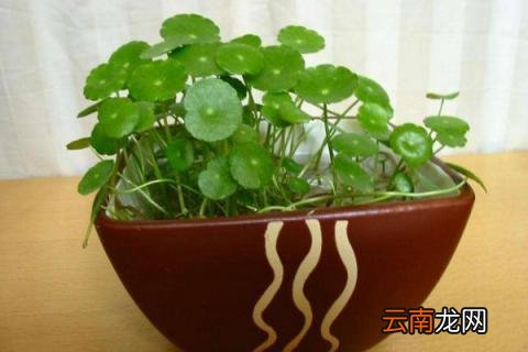 金钱草怎么养