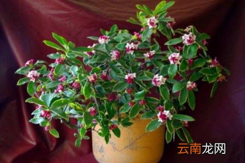 金边瑞香的养殖方法和注意事项