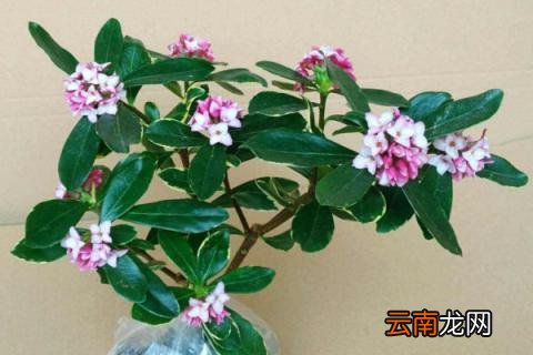 金边瑞香的养殖方法和注意事项