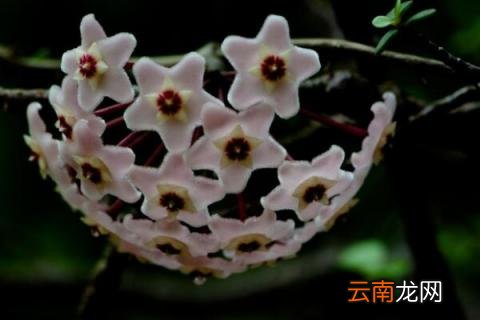 球兰的养殖方法和注意事项