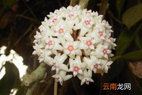 球兰的养殖方法和注意事项