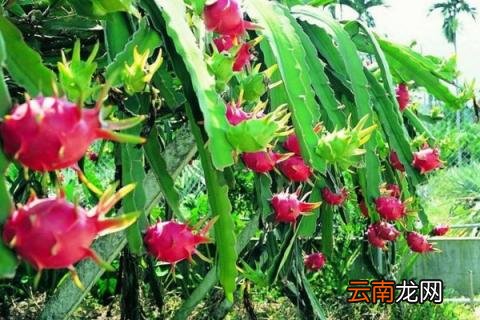火龙果树种植