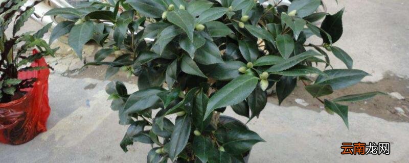 盆栽香茶花怎么养
