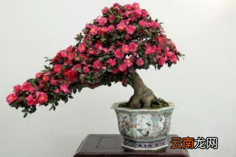 盆栽香茶花怎么养