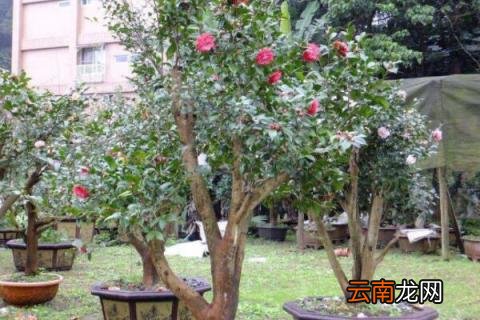 盆栽香茶花怎么养