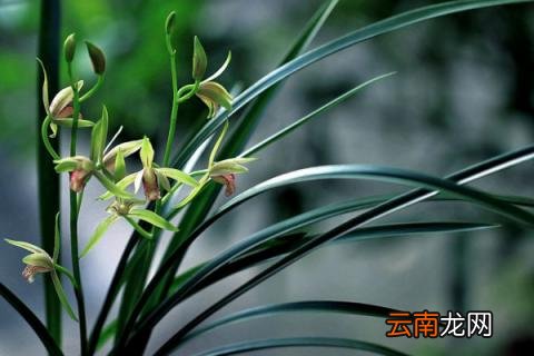 建兰的养殖方法