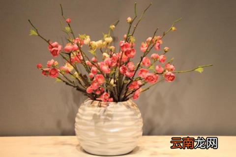 腊梅放花瓶里怎么养