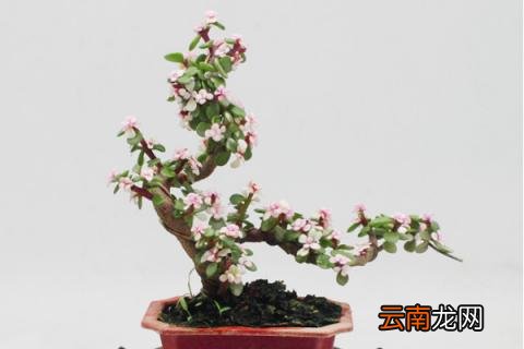 金枝玉叶怎么养