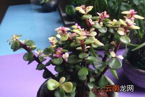 金枝玉叶怎么养