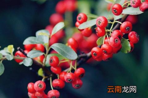 吉祥果的养殖方法和注意事项