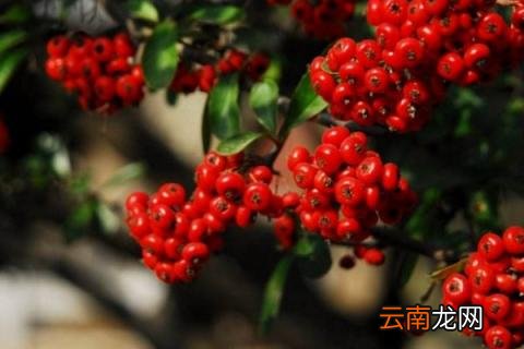 吉祥果的养殖方法和注意事项