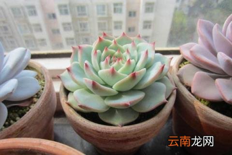 吉娃莲的养殖方法