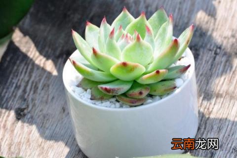 吉娃莲的养殖方法