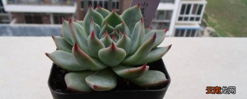 吉娃莲的养殖方法