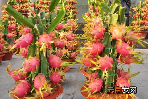 火龙果盆栽种植方法
