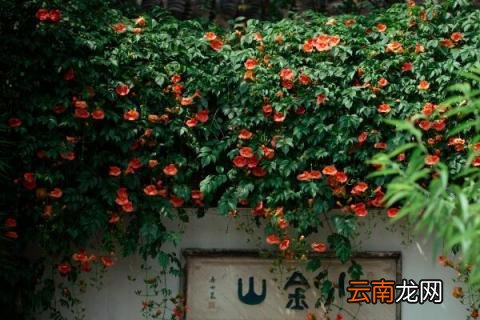 凌霄花的养殖方法