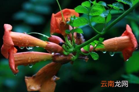 凌霄花的养殖方法
