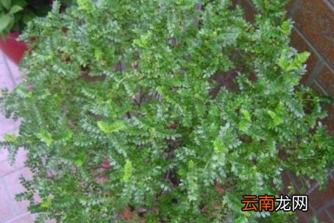 清香木的养殖方法和注意事项