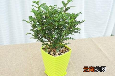 清香木的养殖方法和注意事项
