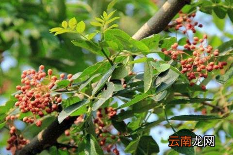 花椒树的种植方法