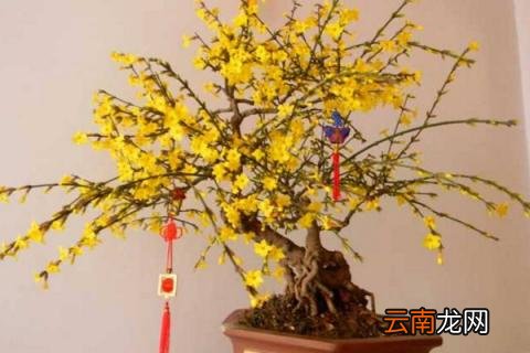 花店买的腊梅怎么养