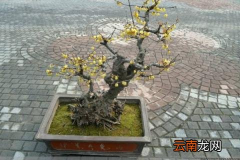 花店买的腊梅怎么养