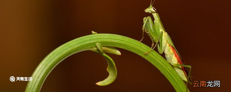 螳螂是益虫还是害虫 螳螂属于益虫还是害虫