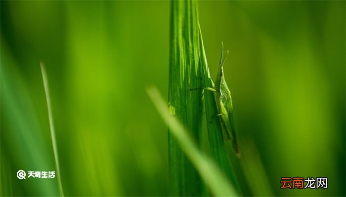 蚂蚱怎么分辨是公是母 蚂蚱怎么分辨公母